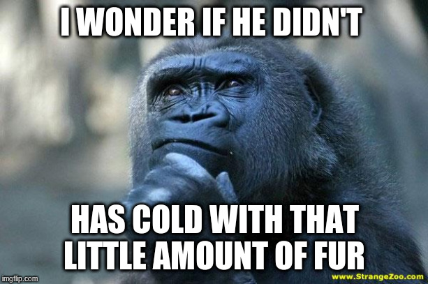 Deep Thoughts | I WONDER IF HE DIDN'T HAS COLD WITH THAT LITTLE AMOUNT OF FUR | image tagged in deep thoughts | made w/ Imgflip meme maker