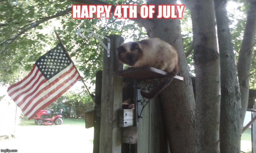 Patriot Cat | HAPPY 4TH OF JULY | image tagged in cats,4th of july | made w/ Imgflip meme maker