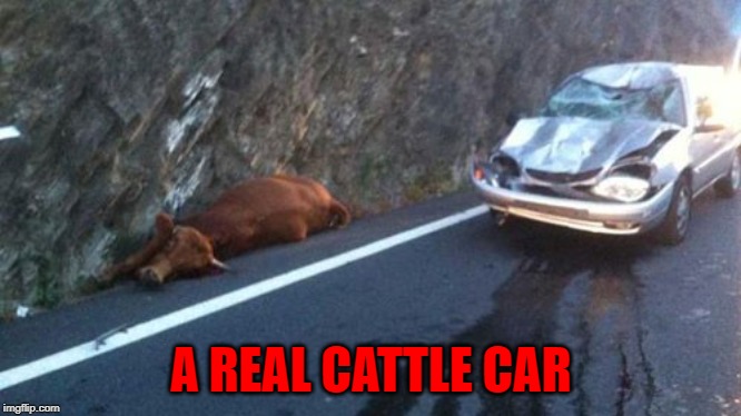A REAL CATTLE CAR | made w/ Imgflip meme maker