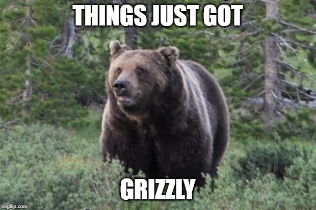 Grizzly | THINGS JUST GOT; GRIZZLY | image tagged in grizzly | made w/ Imgflip meme maker