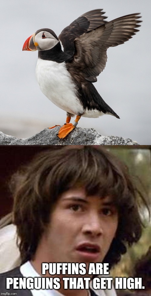 PUFFINS ARE PENGUINS THAT GET HIGH. | image tagged in memes,conspiracy keanu,puffin | made w/ Imgflip meme maker