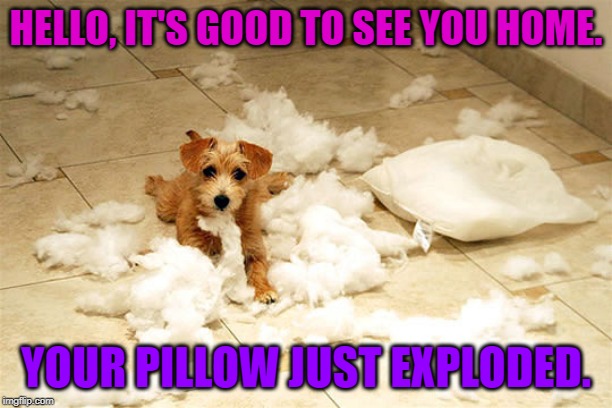 It just like, exploded or something. | HELLO, IT'S GOOD TO SEE YOU HOME. YOUR PILLOW JUST EXPLODED. | image tagged in dogs,pillows,explosion | made w/ Imgflip meme maker