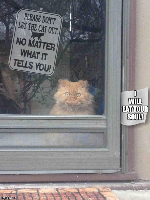 IF YOU DON'T LET ME OUT | I WILL EAT YOUR SOUL! | image tagged in cat no matter | made w/ Imgflip meme maker