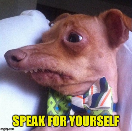 Tuna the dog (Phteven) | SPEAK FOR YOURSELF | image tagged in tuna the dog phteven | made w/ Imgflip meme maker