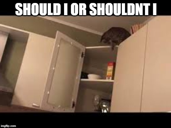 SHOULD I OR SHOULDNT I | image tagged in funny cats | made w/ Imgflip meme maker