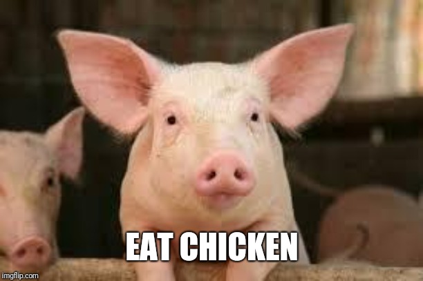 pig | EAT CHICKEN | image tagged in pig | made w/ Imgflip meme maker