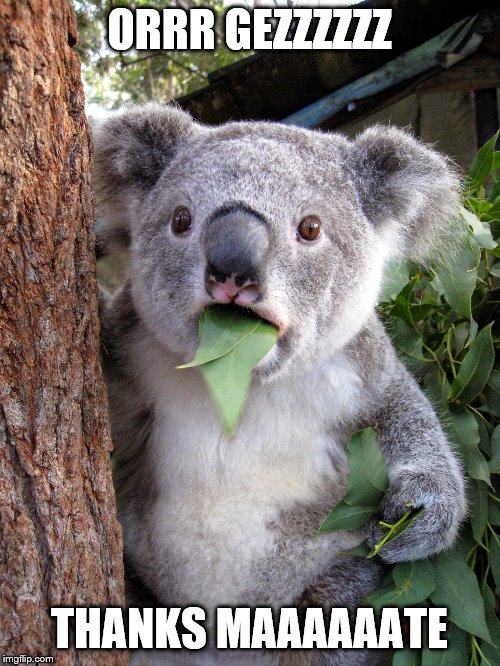 Australian Koala Surprise WTF | ORRR GEZZZZZZ THANKS MAAAAAATE | image tagged in australian koala surprise wtf | made w/ Imgflip meme maker