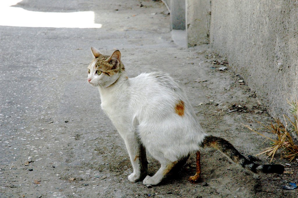 Кошка какает. Кошка Змеелов порода. Кошачья Кака.