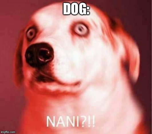 Nani? | DOG: | image tagged in nani | made w/ Imgflip meme maker