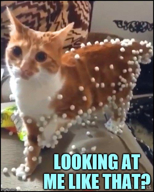 Why Are You All |  LOOKING AT ME LIKE THAT? | image tagged in memes,kitten,packing,balls,why,that look you give | made w/ Imgflip meme maker
