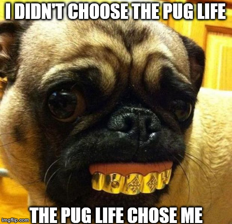 Pug Life | image tagged in funny,dogs,memes,animals,cute,puns | made w/ Imgflip meme maker