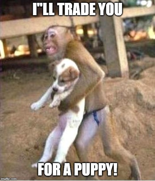 I"ll trade you for a puppy | I"LL TRADE YOU; FOR A PUPPY! | image tagged in monkey,puppy | made w/ Imgflip meme maker