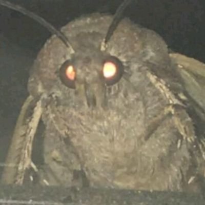 Lamp Moth Blank Meme Template