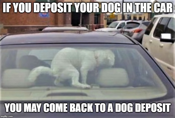 at least it's not on the seat | IF YOU DEPOSIT YOUR DOG IN THE CAR; YOU MAY COME BACK TO A DOG DEPOSIT | image tagged in dog,deposit,car | made w/ Imgflip meme maker