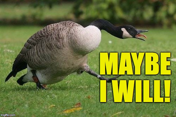 Angry Canada Goose | MAYBE I WILL! | image tagged in angry canada goose | made w/ Imgflip meme maker