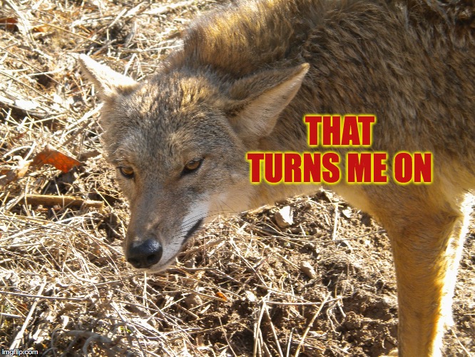 Coyote | THAT TURNS ME ON | image tagged in coyote | made w/ Imgflip meme maker