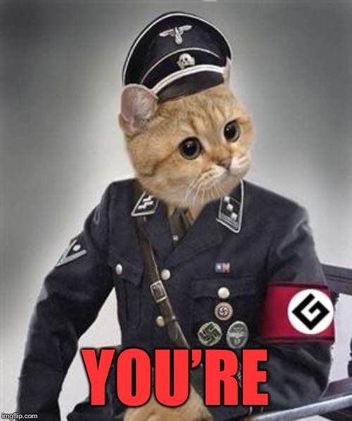 Grammar Nazi Cat | YOU’RE | image tagged in grammar nazi cat | made w/ Imgflip meme maker