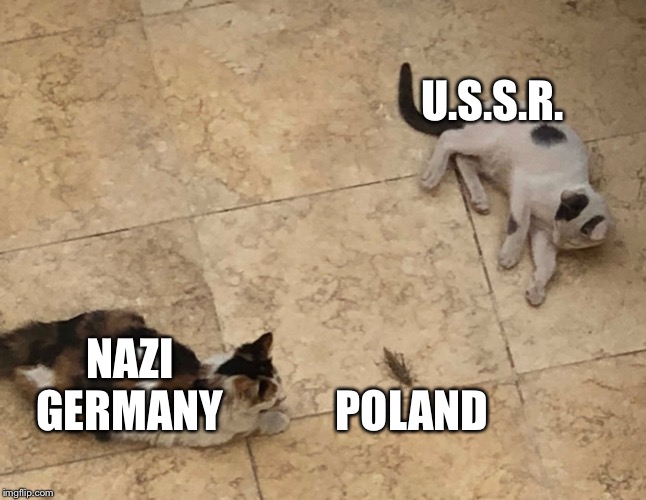 Two cats and a bug | U.S.S.R. NAZI GERMANY; POLAND | image tagged in two cats and a bug,world war 2,cats | made w/ Imgflip meme maker