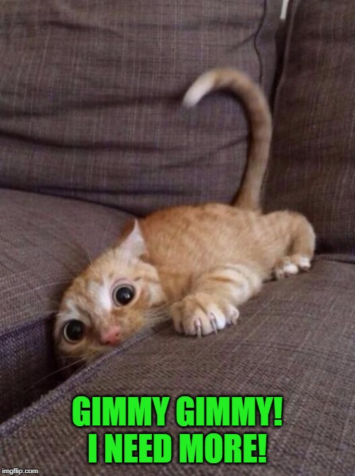 frantic cat | GIMMY GIMMY! I NEED MORE! | image tagged in frantic cat | made w/ Imgflip meme maker