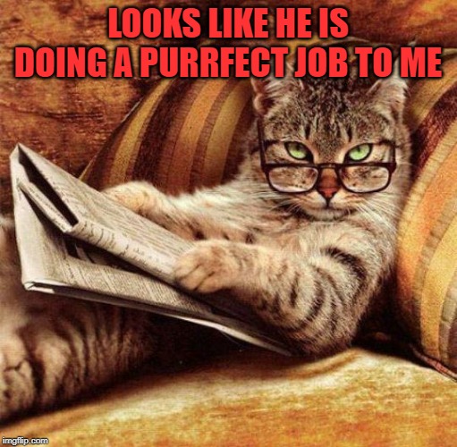 Smart Cat | LOOKS LIKE HE IS DOING A PURRFECT JOB TO ME | image tagged in smart cat | made w/ Imgflip meme maker