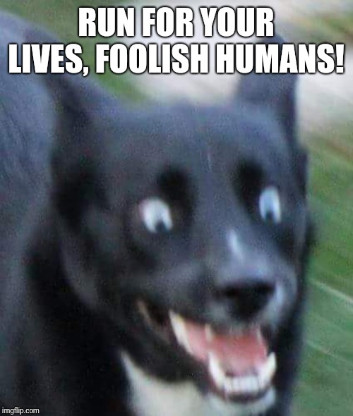 Scared Doggo | RUN FOR YOUR LIVES, FOOLISH HUMANS! | image tagged in scared doggo | made w/ Imgflip meme maker
