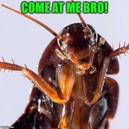 Roach | COME AT ME BRO! | image tagged in roach | made w/ Imgflip meme maker