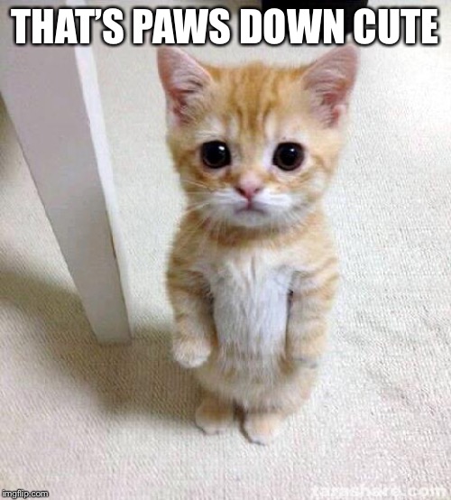 Cute Cat Meme | THAT’S PAWS DOWN CUTE | image tagged in memes,cute cat | made w/ Imgflip meme maker