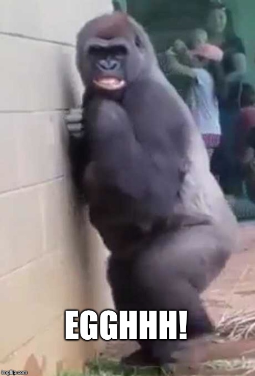 EGGHHH! | image tagged in gorilla | made w/ Imgflip meme maker