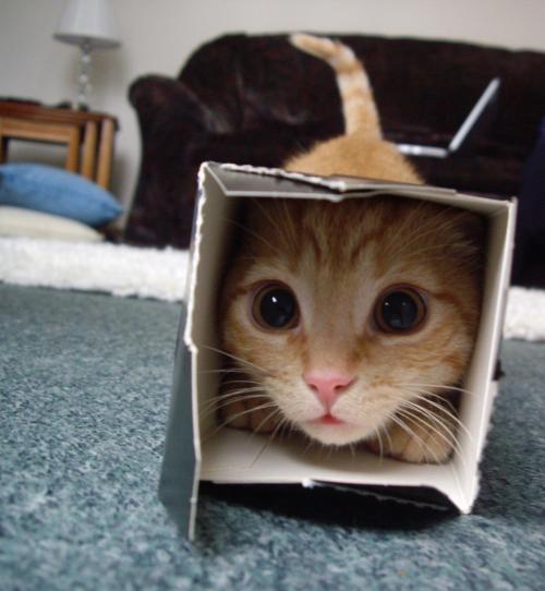 image tagged in animals,cats