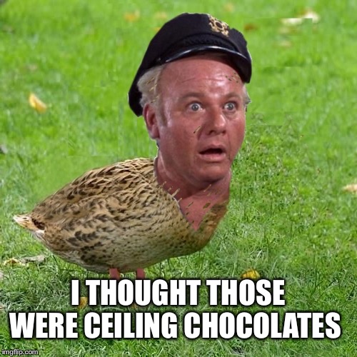 Skipper Duck | I THOUGHT THOSE WERE CEILING CHOCOLATES | image tagged in skipper duck | made w/ Imgflip meme maker