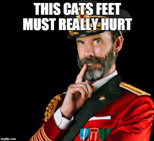 captain obvious | THIS CATS FEET MUST REALLY HURT | image tagged in captain obvious | made w/ Imgflip meme maker