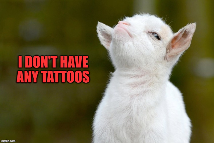 I DON'T HAVE ANY TATTOOS | image tagged in proud baby goat | made w/ Imgflip meme maker