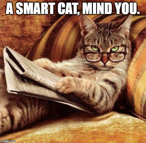 Smart Cat | A SMART CAT, MIND YOU. | image tagged in smart cat | made w/ Imgflip meme maker