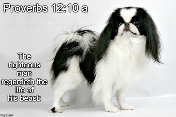 Black & White Japanese Chin | The righteous man regardeth the life of his beast:; Proverbs 12:10 a | image tagged in black  white japanese chin | made w/ Imgflip meme maker