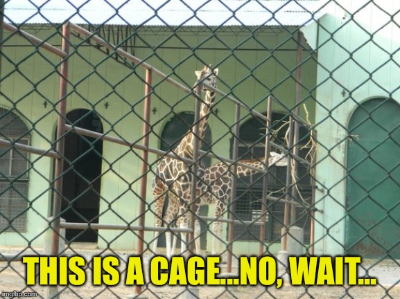 THIS IS A CAGE...NO, WAIT... | made w/ Imgflip meme maker