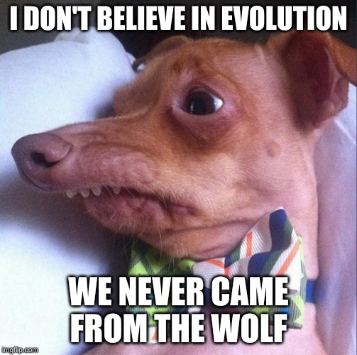 Tuna the dog (Phteven) | I DON'T BELIEVE IN EVOLUTION; WE NEVER CAME FROM THE WOLF | image tagged in tuna the dog phteven | made w/ Imgflip meme maker