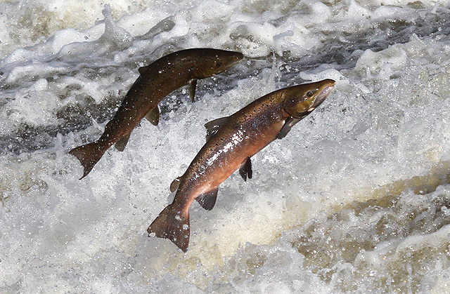 salmon swimming upstream Blank Meme Template
