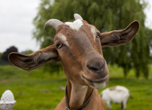 goat portrait Blank Meme Template