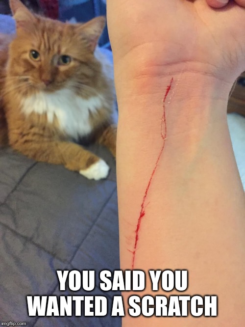 YOU SAID YOU WANTED A SCRATCH | image tagged in cat scratch | made w/ Imgflip meme maker