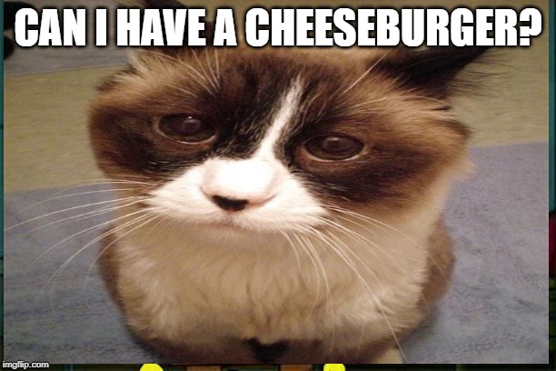 i want a cheeseburger | CAN I HAVE A CHEESEBURGER? | image tagged in sad cat | made w/ Imgflip meme maker
