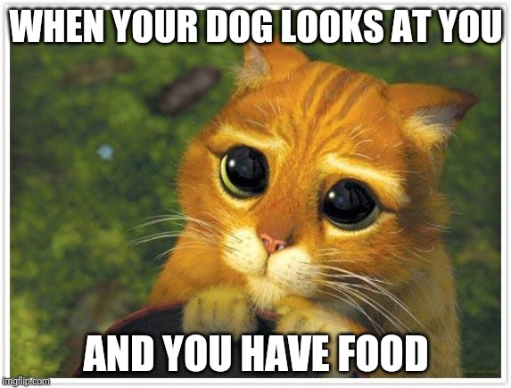 Shrek Cat Meme | WHEN YOUR DOG LOOKS AT YOU; AND YOU HAVE FOOD | image tagged in memes,shrek cat | made w/ Imgflip meme maker