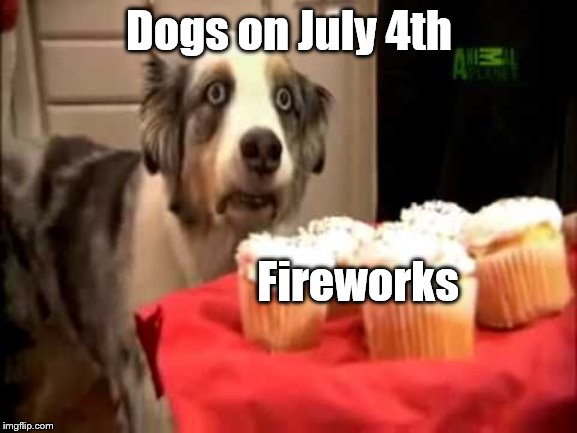 Independence Day Dog Drama | Dogs on July 4th; Fireworks | image tagged in muffin dog ptsd,4th of july,independence day,dogs | made w/ Imgflip meme maker