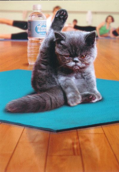 Yoga cat Blank Meme Template