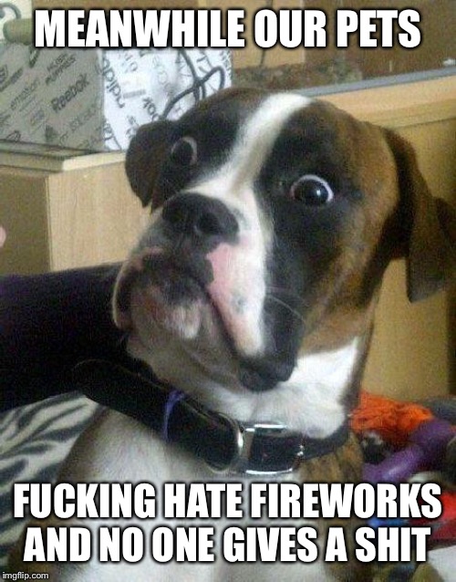 Surprised Dog | MEANWHILE OUR PETS F**KING HATE FIREWORKS AND NO ONE GIVES A SHIT | image tagged in surprised dog | made w/ Imgflip meme maker