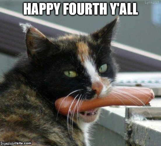 Hot Dog Cat | HAPPY FOURTH Y'ALL | image tagged in hot dog cat | made w/ Imgflip meme maker