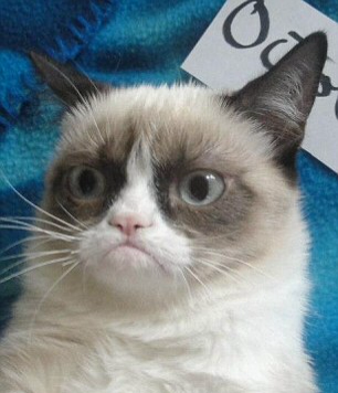 Surprised grumpy cat Blank Meme Template