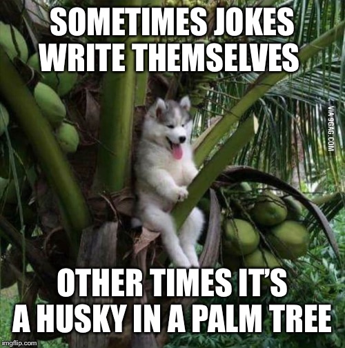 Looks happy | SOMETIMES JOKES WRITE THEMSELVES; OTHER TIMES IT’S A HUSKY IN A PALM TREE | image tagged in i got nothing | made w/ Imgflip meme maker