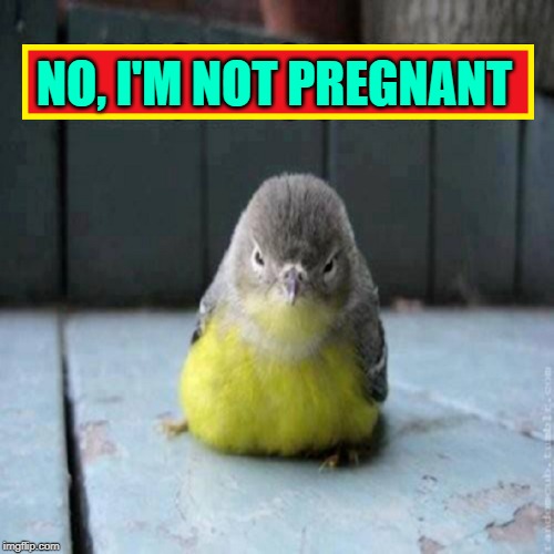 Why Angry Birds Get Angry | NO, I'M NOT PREGNANT | image tagged in vince vance,pregnant,birds,fat bird,mistaking pregnancy for obesity,angry birds | made w/ Imgflip meme maker