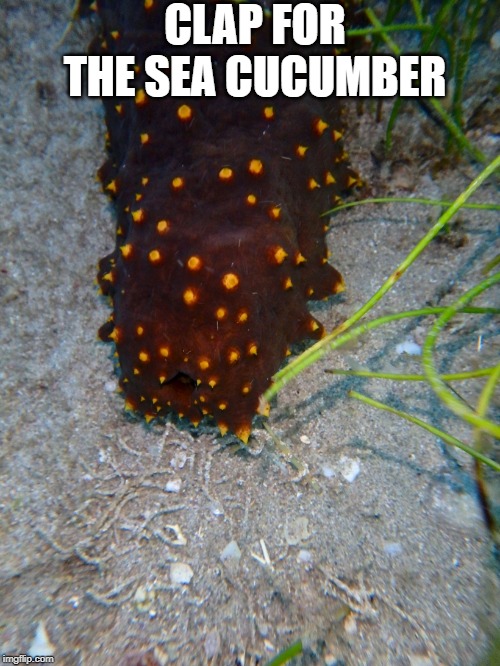 Its just a sea cucumber | CLAP FOR THE SEA CUCUMBER | image tagged in sea cucumber | made w/ Imgflip meme maker