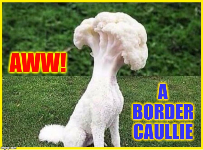 Keep Him Away from Vietnamese Vegans | AWW! A BORDER CAULLIE | image tagged in vince vance,border collie,cauliflower,hybrid,dogs,vegan meat | made w/ Imgflip meme maker